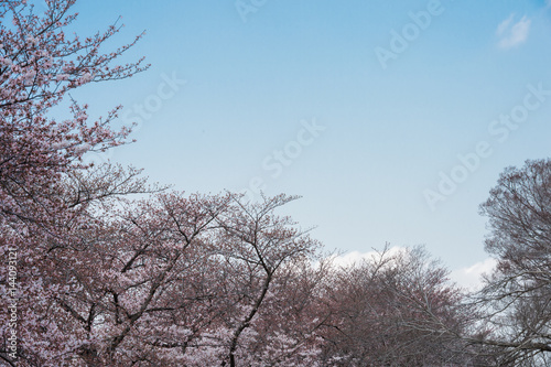 Beautiful cherry blossom sakura in spring time over blue sky.