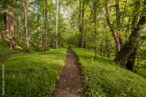 Enchanted Forest