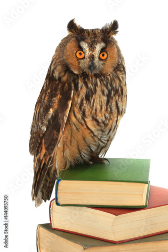 Wallpaper Mural owl Torontodigital.ca