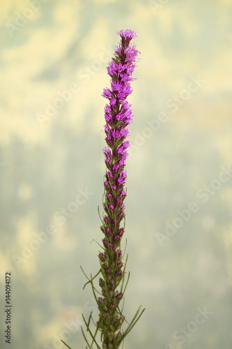 Tall Purple Flowers