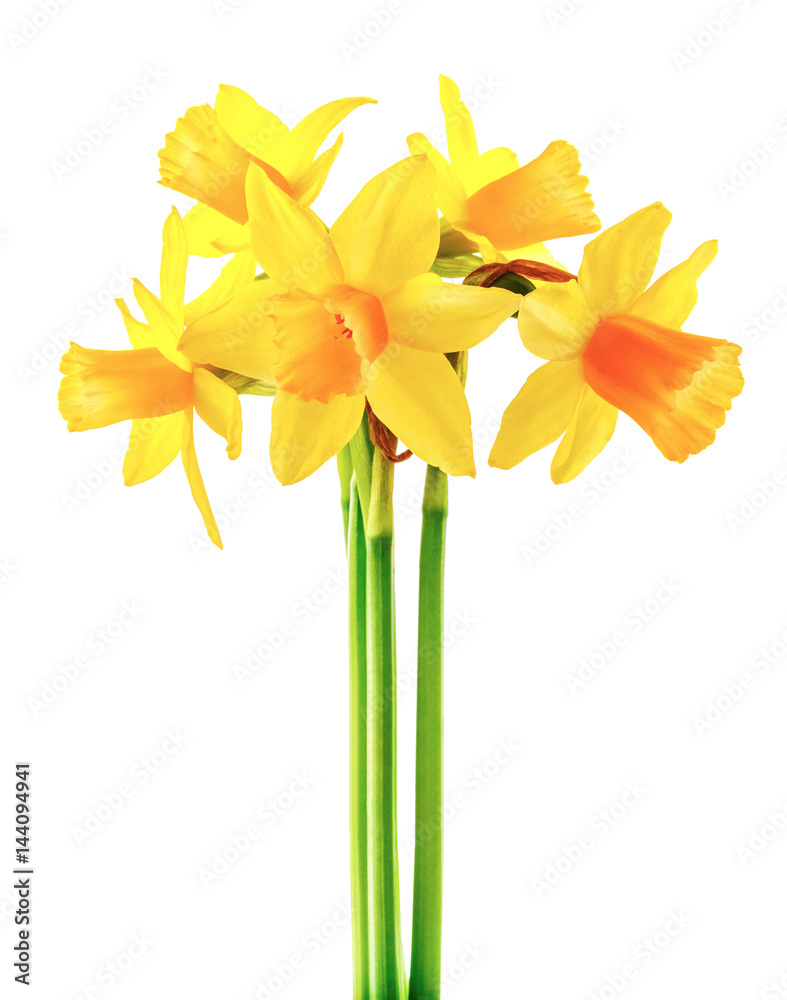 Fototapeta premium Spring flower narcissus yellow bouquet with green branch