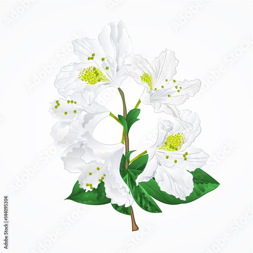 White rhododendron twig mountain shrub vintage vector illustration