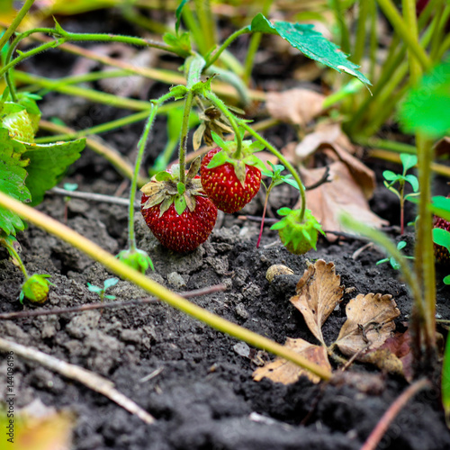 Ripe strawberry (bush) on the ground