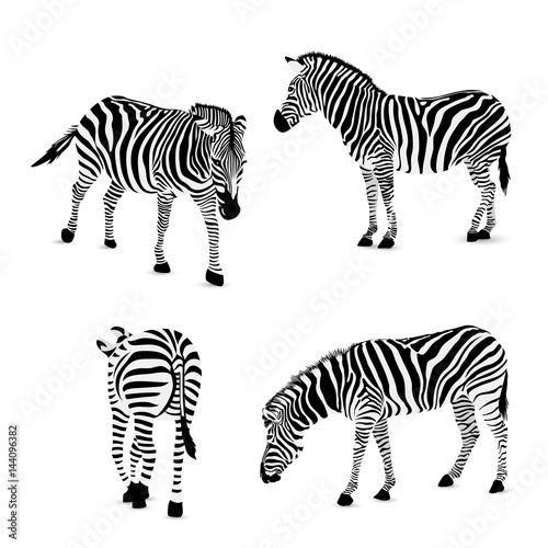 Set of zebra, vector illustration. Wild animal texture. Striped black and gray., isolated on white background.