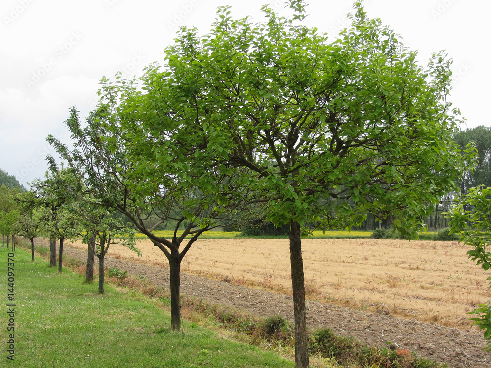 Fruit trees with green leaves in spring . Tuscany, Italy