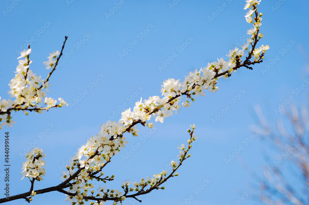 Flowers of the cherry blossoms Flowers of the cherry blossoms