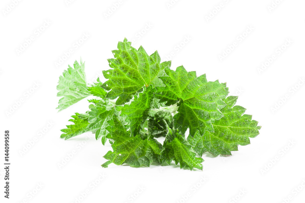 Stinging nettle isolated Stinging nettle isolated