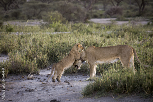 Lion cub with lioness on banks of Lake Masek, Serengeti, Tanzania