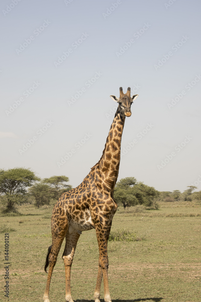 Obraz premium Giraffe standing in Serengeti, Tanzania
