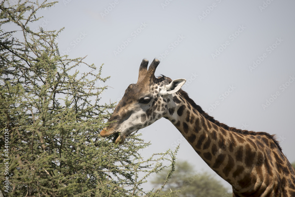 Obraz premium Giraffe grazing in Serengeti, Tanzania