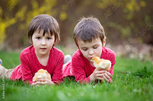 Two sweet little children  preschool boys  brothers  playing with little chicks