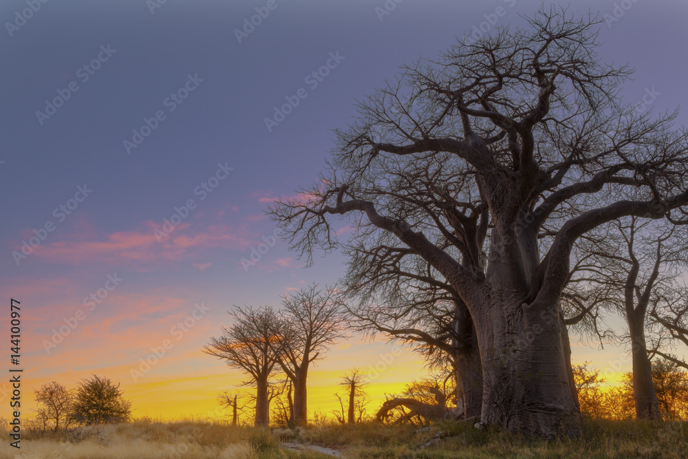 Colorfull sunrise at Baines Baobab's