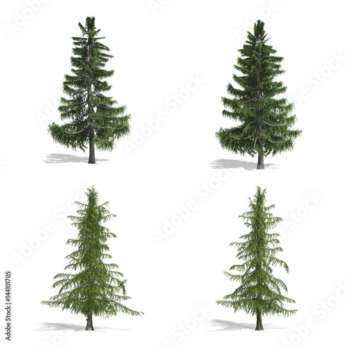 Cedar