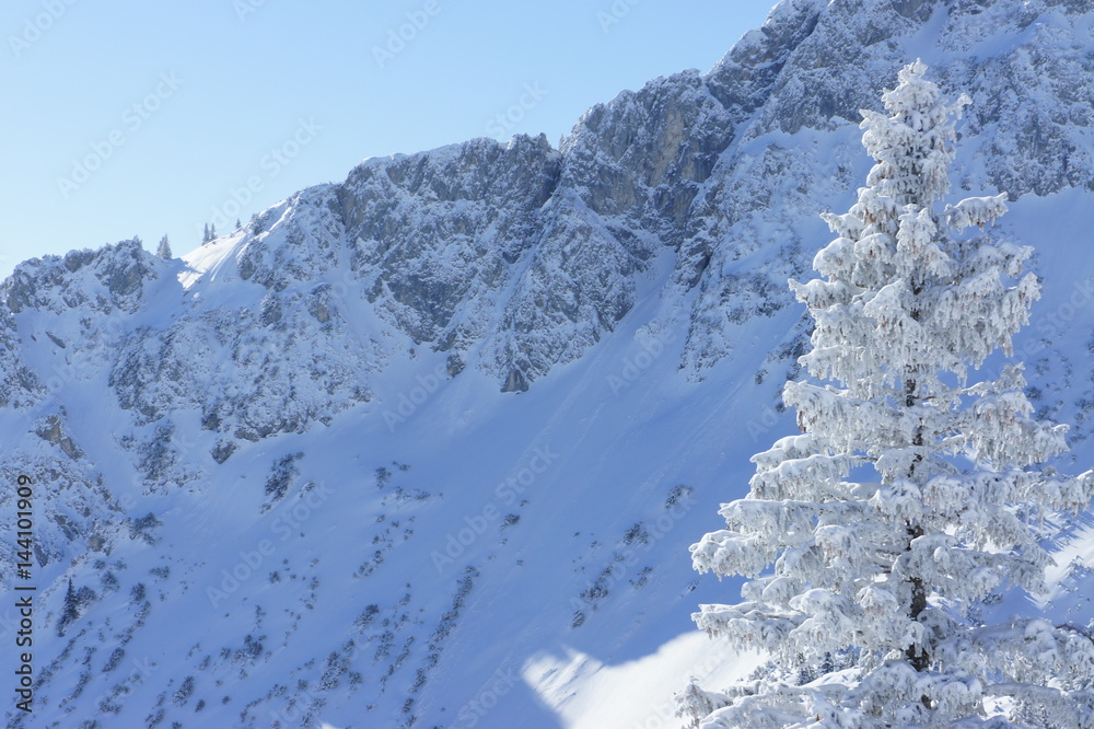 Snowy tree