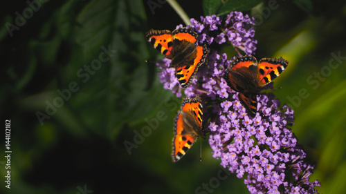 Three Tortoiseshell butterflies on a buddleia plant