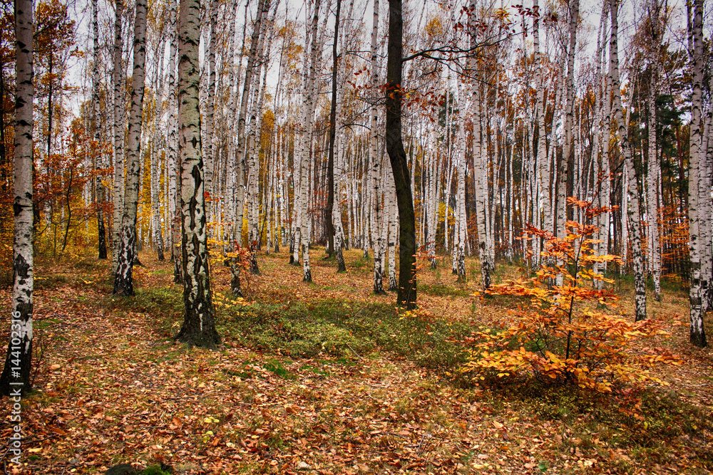 autumn forest autumn forest