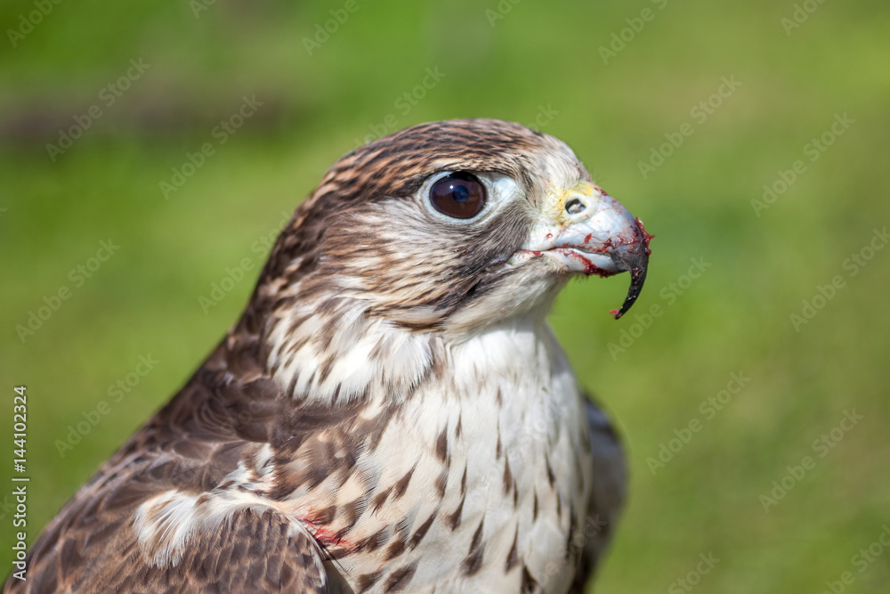 Falcon with a bloody beak after a meal Falcon with a bloody beak after a meal
