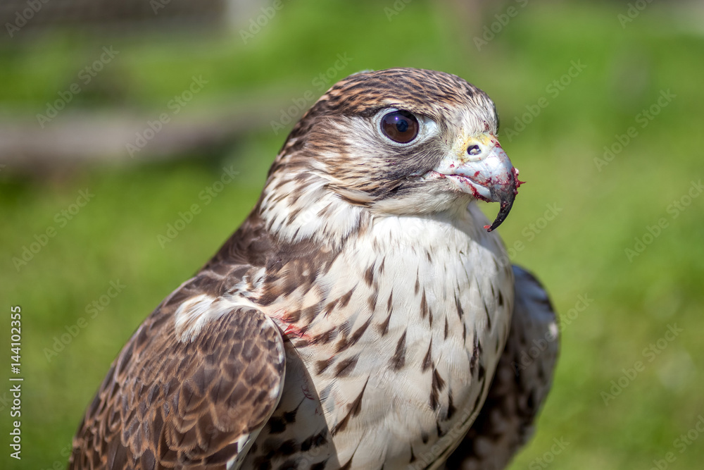 Falcon with a bloody beak after a meal Falcon with a bloody beak after a meal
