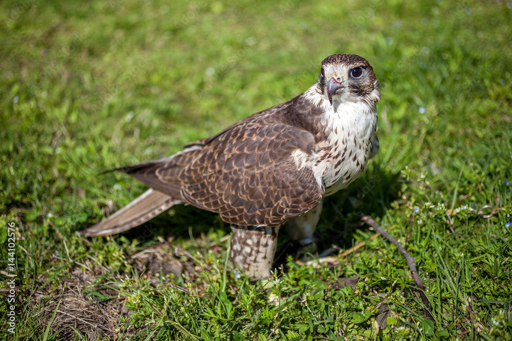 Falcon with a bloody beak after a meal Falcon with a bloody beak after a meal