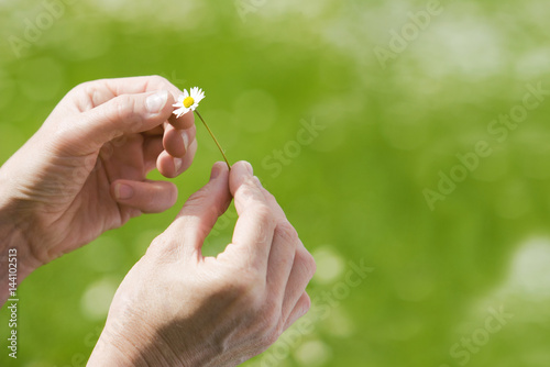 Hände mit Gänseblümchen