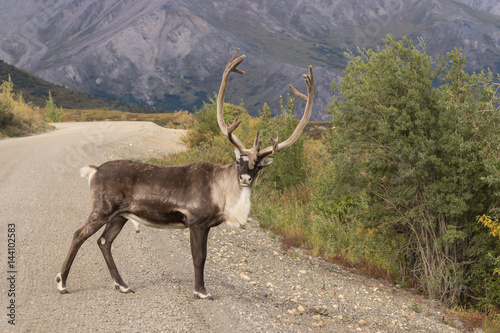 Barren Ground Caribou Bull in Velvet