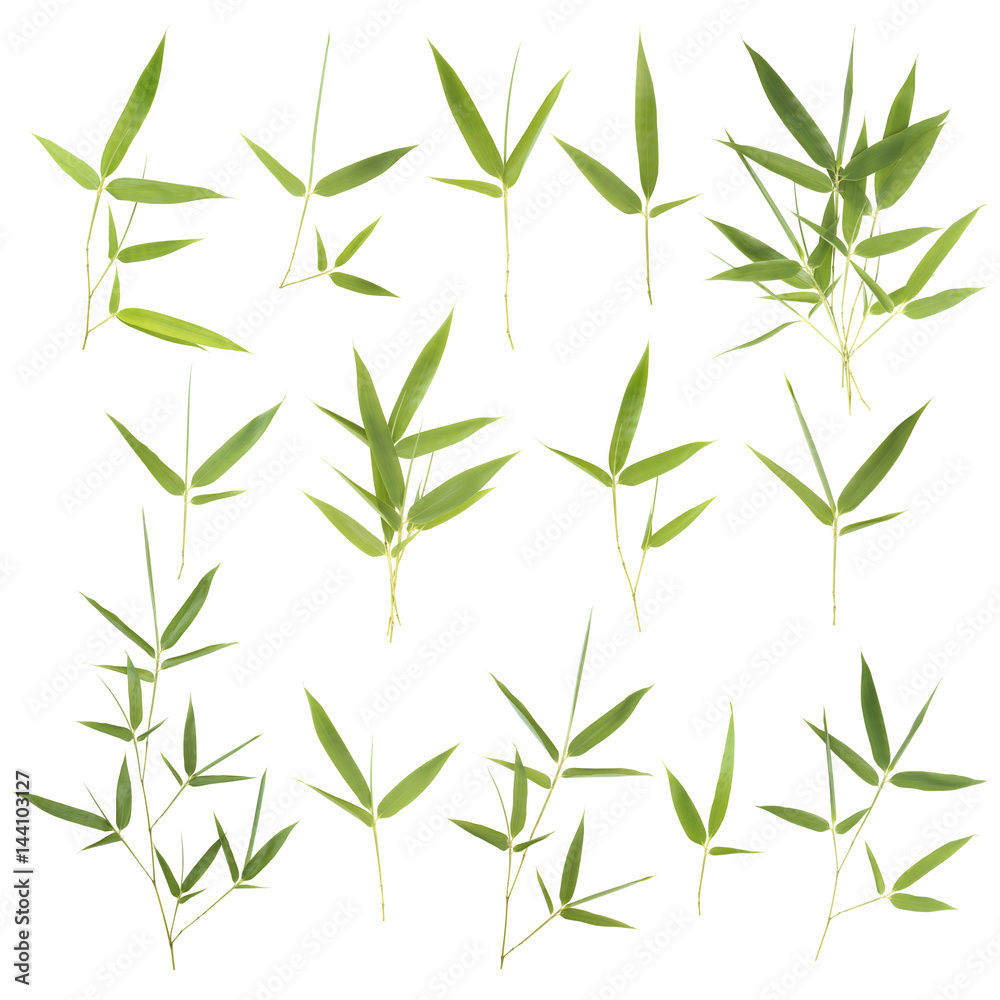 Naklejka premium Collection of bamboo leaves