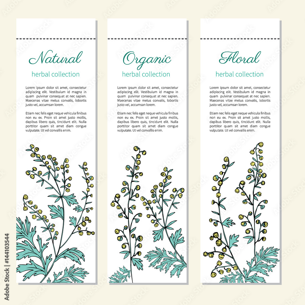 Artemisia absinthium, absinthe wormwood hand drawn vector ink color sketch isolated on white, Absinthe plant, Doodle Healing, Vector vertical banner, label for cosmetic, design package, textile