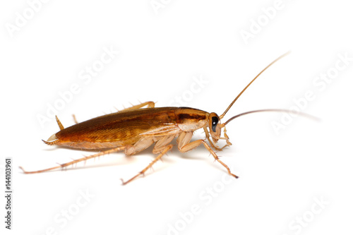 Cockroach isolate on white © gallinago_media
