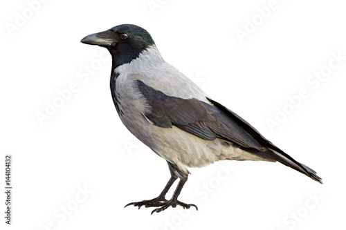 Crow isolated on white