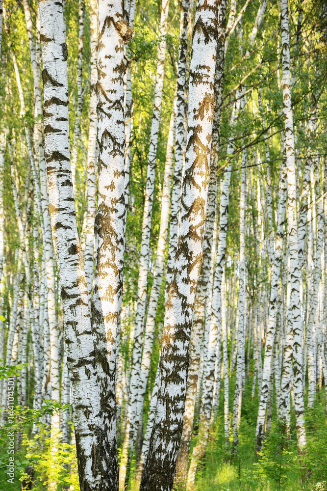 summer in sunny birch forest summer in sunny birch forest