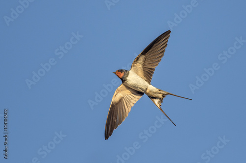 Bild auf Leinwand Swallow in flight over blue sky