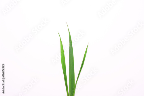 Three blades of grass on a white background.