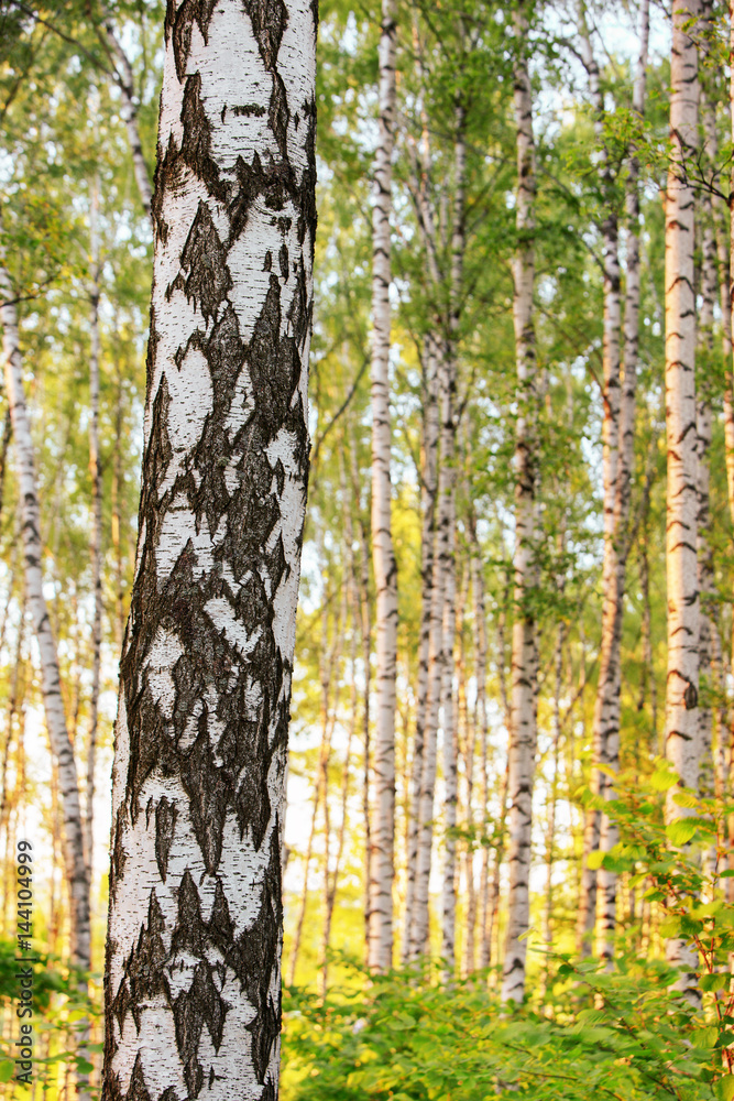 summer in sunny birch forest summer in sunny birch forest