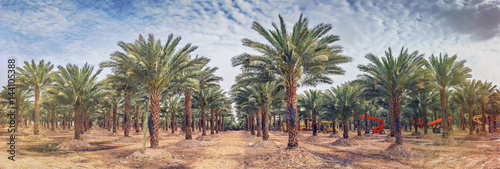 Panoramic image of plantation of date palms that have an important place in advanced desert agriculture in the Middle East. Concept of harvesting photo