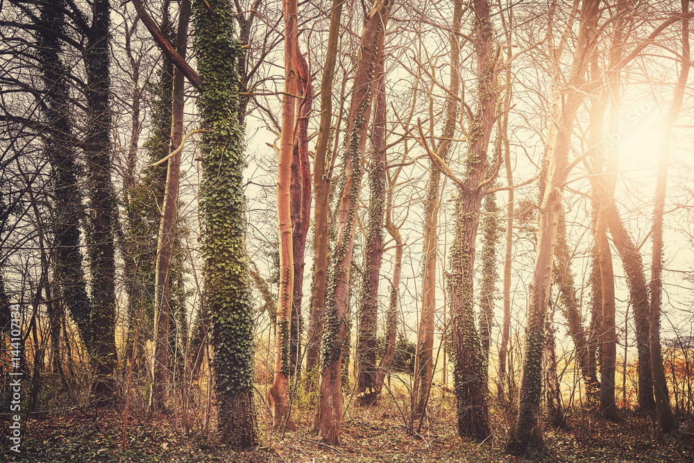 Mysterious trees at sunset, color toning applied, selective focus. Mysterious trees at sunset, color toning applied, selective focus.