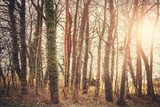 Mysterious trees at sunset, color toning applied, selective focus.