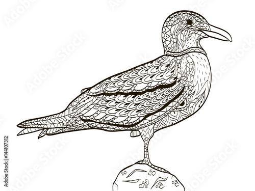 bird seagull coloring book for adults vector