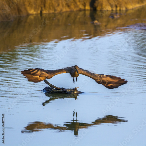 Hamerkop in Kruger National park, South Africa photo