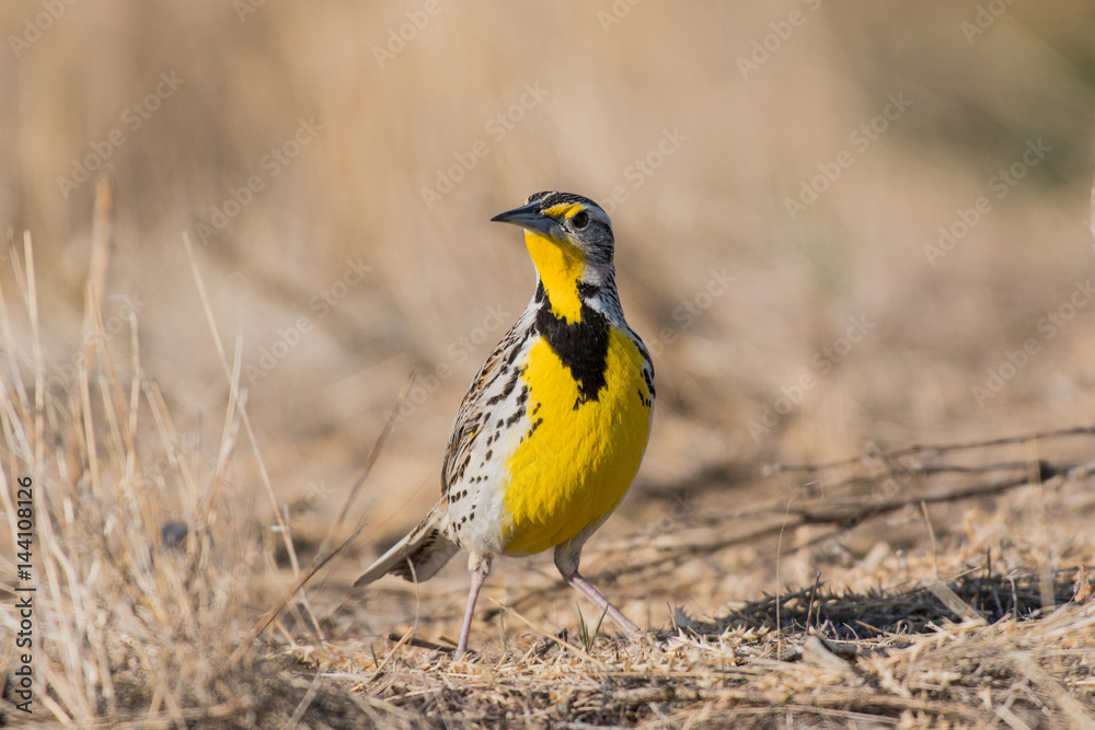 Western Meadowlark Basking in the Sun while Singing and Foraging for Food Western Meadowlark Basking in the Sun while Singing and Foraging for Food
