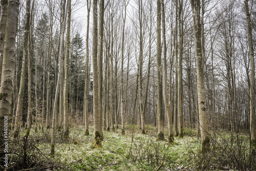 Barenaked trees in a forest in the spring