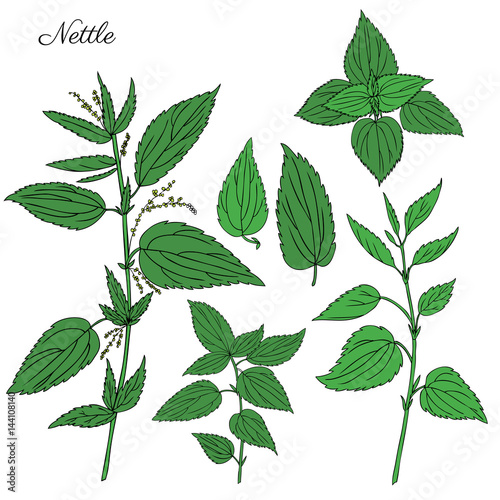 Nettle wild field flower isolated on white background botanical hand drawn sketch vector doodle colorful illustration Urtica dioica for design package tea, cosmetic, natural medicine, greeting card