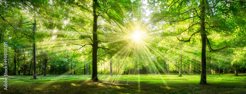 Grüner Wald im Sommer