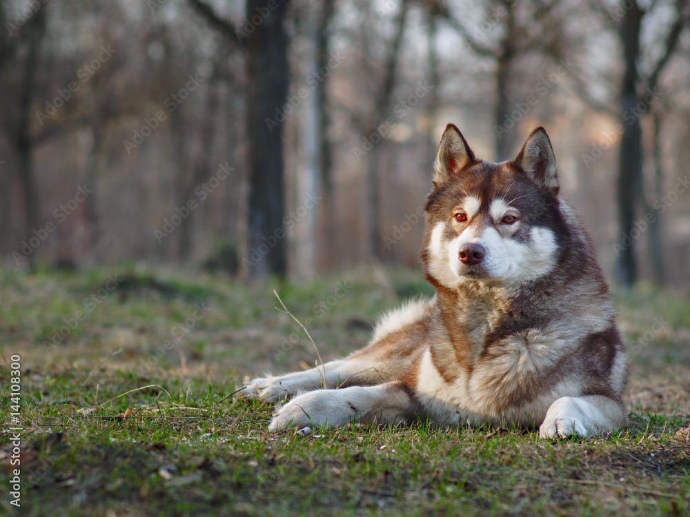 Portrait of a brown husky in the spring