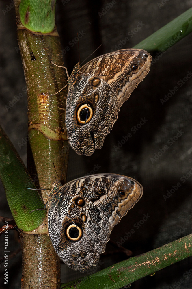 Fototapeta premium mariposas caligo