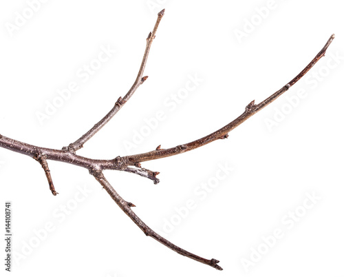 Dry tree branches isolated on white background