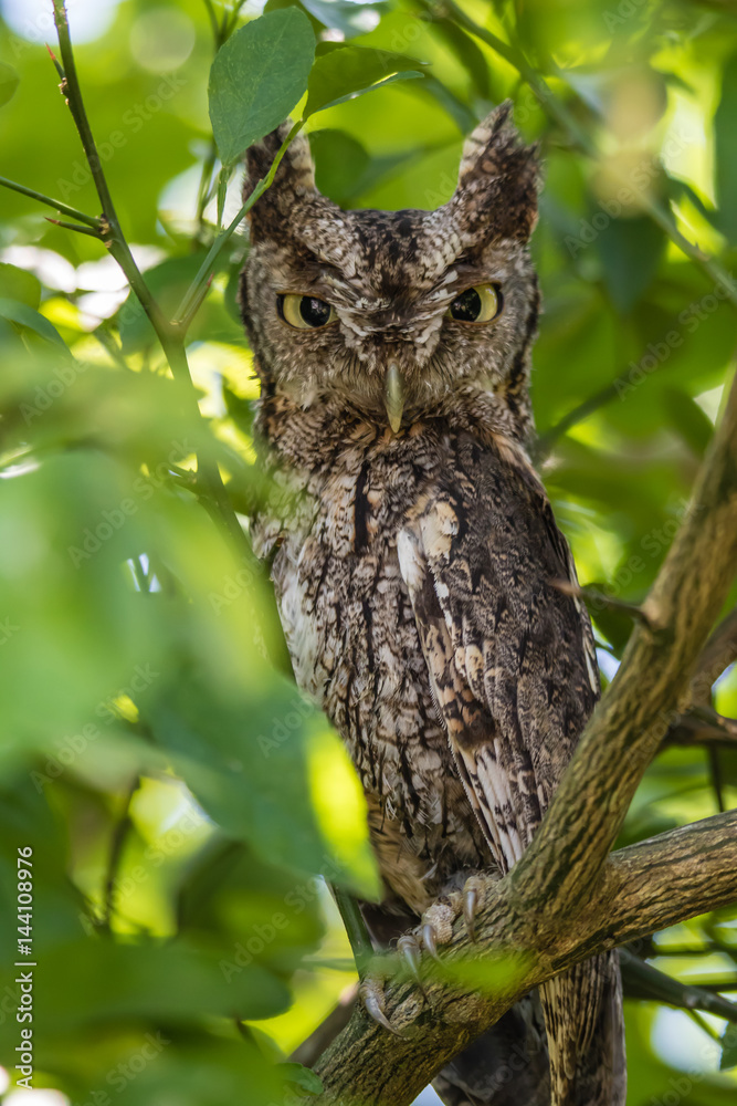 EASTERN SCREECH OWL EASTERN SCREECH OWL