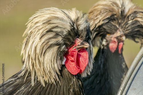 Holland dwarf rooster photo