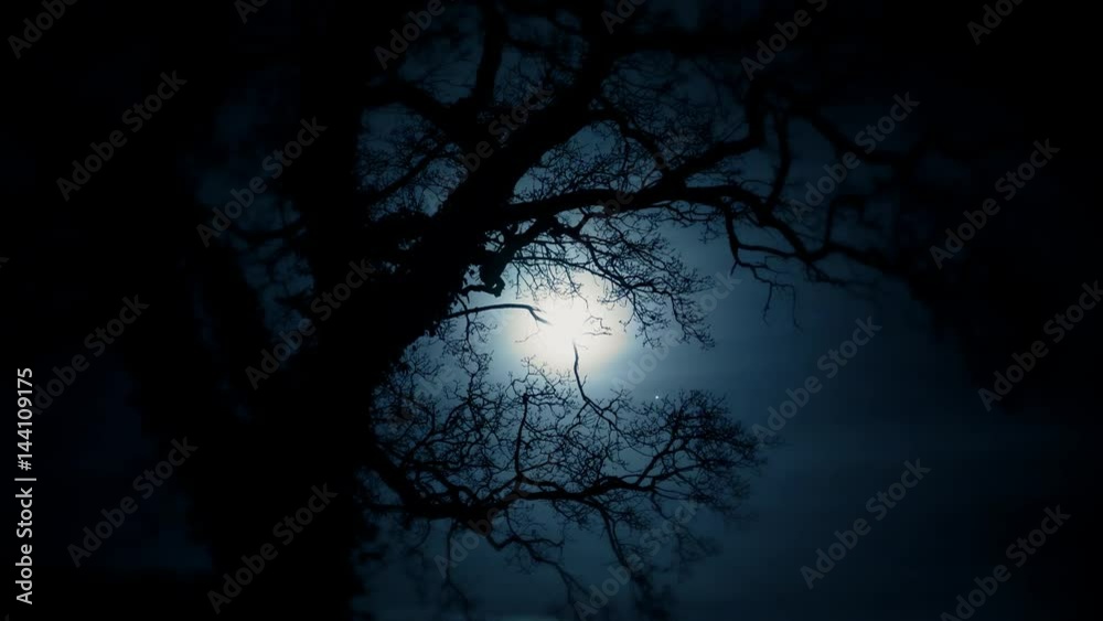 full moon shining through oak tree branches