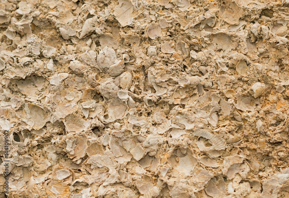 Background with wall from shell rock material Background with wall from shell rock material