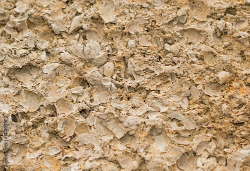Background with wall from shell rock material